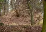 Burg Braunshorn