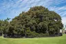 Moreton Bay fig (Balboa Park)