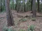 Grabhügel Bornsen 6