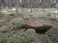Großsteingrab Glüsingen