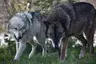 Wolf Park
