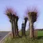 Bildstock
