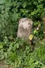Treidelstein 81