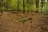 Großsteingrab Sachsenwald Alter Hau 1