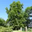 Pestlinde (Wanfried)
