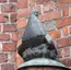 Die Gluckhenne