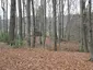Motte Zoppesmur