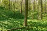Harly-Burg-Ruine