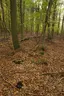 Großsteingrab Sachsenwald Fahrenhorst 2