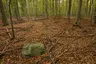 Großsteingrab Sachsenwald Fahrenhorst 2 Großsteingrab Sachsenwald Fahrenhorst 2