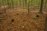 Großsteingrab Sachsenwald Fahrenhorst 3