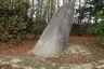 Menhir dit La Pierre Longue