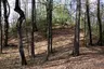 Hügelgräberfeld Bauernwald I