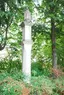 Bildstock Maria Immaculata
