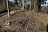 Hügelgräber im Kaiserwald (KG Laa) Hügelgräber im Kaiserwald (KG Laa)