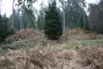 Hügelgräber im Kaiserwald Hügelgräber im Kaiserwald