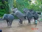 National Zoological Gardens