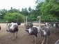 Desaru Ostrich Farm