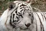群馬サファリパーク