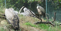 Zoológico de Santillana del Mar