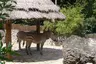 Národná zoologická záhrada Bojnice