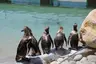 Zoo Santo Inácio