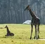 Safaripark Beekse Bergen