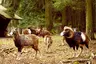 Wildgatter Oberrabenstein
