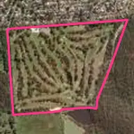 The Vines of Reynella The Vines of Reynella