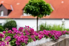 Hotel Lingemann