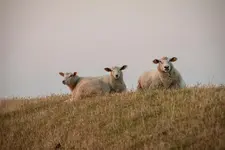 Kirchspielkrug Westerhever