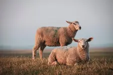 Kirchspielkrug Westerhever