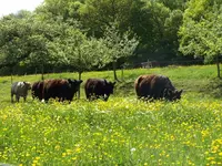 Beim Rinderwirt