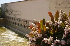 L'Antico Uliveto