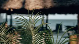 Sahari Zanzibar