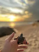 Shine Wave Turtle Beach