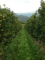 Agritur Le Pergole