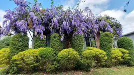 Casa Foresta Nan