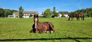 Hotel Friesenhof Trassenheide
