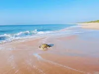 Shine Wave Turtle Beach