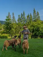 Kachonghills Tented Resort Trang