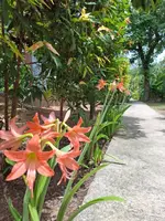 Bang Po Garden