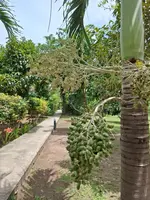 Bang Po Garden