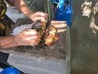 Yaluwa Tourist Rest & Cooking Class