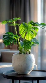 Indochine Castle Saigon